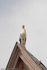 Weißstorch (8 von 20).jpg